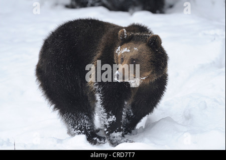 Europäischer Braunbär (Ursus Arctos Arctos) im Schnee Stockfoto