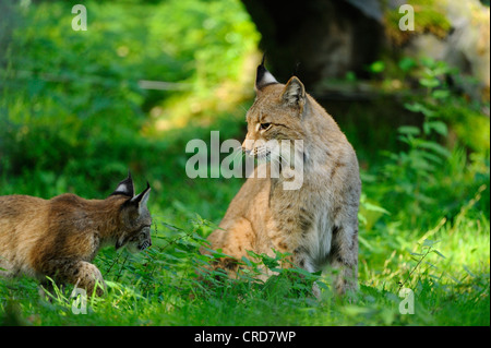 Eurasischer Luchs (Lynx Lynx) mit jungen Stockfoto