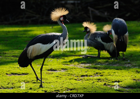 Grey gekrönte Kräne (Balearica Regulorum) auf Wiese Stockfoto