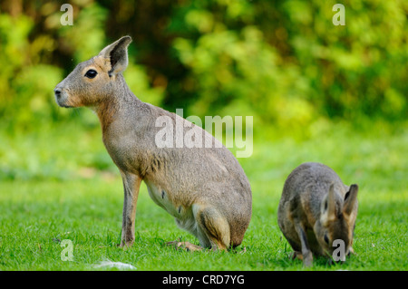 Patagonische Mara (Dolichotis Patagonum) mit jungen Stockfoto