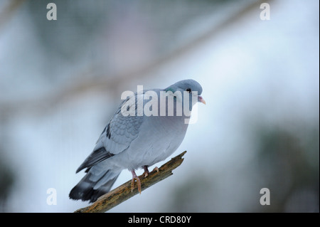 Gemeinsamen Ringeltaube (Columba Palumbus) hocken auf Ast Stockfoto