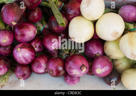 Zwiebeln rot und weiß für den Verkauf auf dem Markt. Ein Haufen von roten und weißen Zwiebeln für den Verkauf auf eines Landwirts Markt Kreditorentabelle. Stockfoto