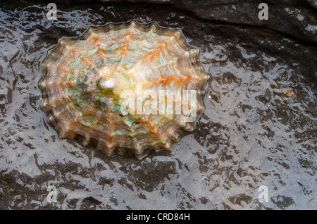 Gemeine Limpet (Patella vulgata) auf nassem Fels Stockfoto