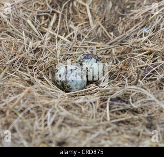 Eiern der Küstenseeschwalbe Sterna Paradisaea im Nest. Küstenseeschwalben nisten in den Farne Islands Stockfoto