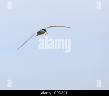 Küstenseeschwalbe Sterna Paradisaea im Flug mit Fisch im Schnabel Stockfoto