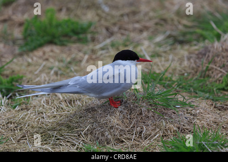 Küstenseeschwalbe Sterna paradisaea Stockfoto