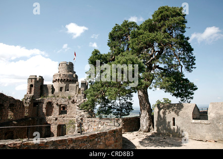 Burgruine und alte Kiefer Baum, Odenwald, Hessen, Deutschland, Europa Stockfoto