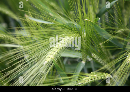 Grüne Ohr der Gerste auf einem Feld, Hessen, Deutschland, Europa Stockfoto