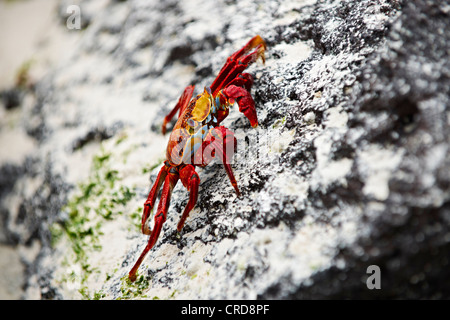 Rote Felsen Krabbe (Grapsus Grapsus), Santa Cruz, Galapagos-Inseln Stockfoto