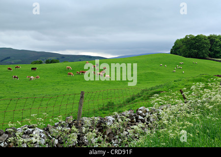 Rinder und Schafe grasen auf einer Weide in Wensleydale, Yorkshire Stockfoto