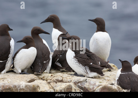 Gemeinsamen Trottellummen, Uria Aalge nisten auf Farne Islands, Northumberland. Stockfoto