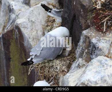 Dreizehenmöwe, Rissa Tridactyla, nisten auf einer Klippe in Farne Islands. Ein Küken ist geschlüpft und ist von den Eltern gepflegt wird. Stockfoto