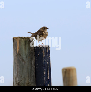 Wiese Pieper, Anthus pratensis Stockfoto