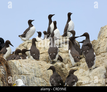 Gemeinsamen Trottellummen, Uria Aalge nisten auf Farne Islands, Northumberland. Stockfoto