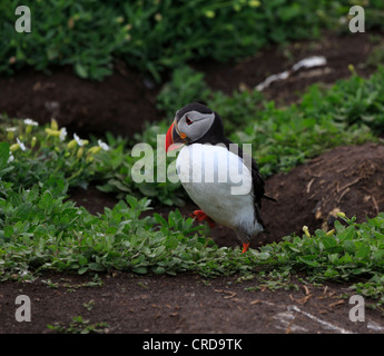 Papageitaucher Fratercula Arctica, außerhalb der Höhlen in die Brutkolonie auf den Farne Islands, Northumberland Stockfoto