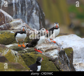 Papageitaucher, Fratercula Arctica, Zucht Kolonie auf den Farne Islands. Eines der Papageientaucher hat Nistmaterial im Schnabel. Stockfoto