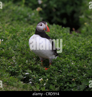 Papageitaucher Fratercula Arctica, auf den Farne Islands, Northumberland Stockfoto