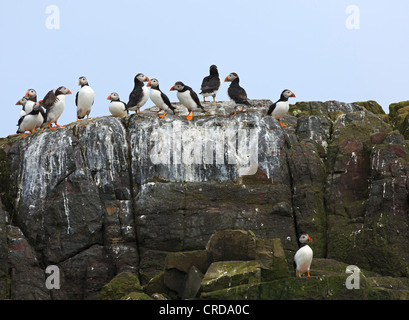 Papageitaucher Fratercula Arctica, Zucht Kolonie auf den Farne Islands, Northumberland Stockfoto