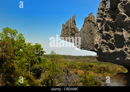 Tsingy, Kalkstein-Formationen, Nationalpark Tsingy de Bemaraha, UNESCO-Weltkulturerbe, westlichen Madagaskar, Afrika Stockfoto