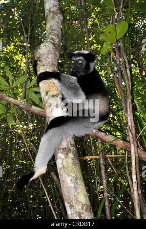 Indri oder Babakoto (Indri Indri) in Bergwäldern Cloud Analamazaotra, Madagaskar, Afrika, Indischer Ozean Stockfoto