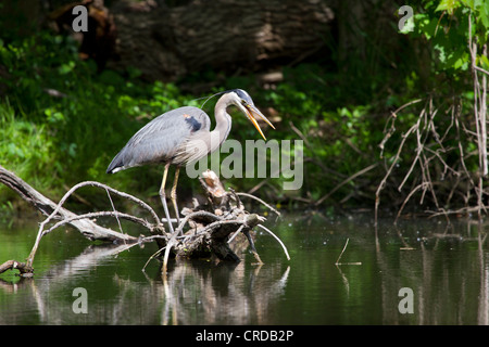 Ein Great Blue Heron stehen auf Zweigen mit Mund öffnen. Stockfoto