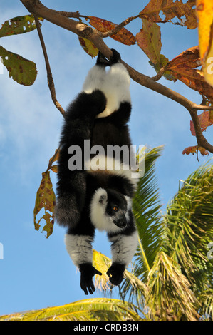 Schwarz-weiß-Ruffed Lemur (Varecia Variegata) in den Regenwäldern im Osten von Madagaskar, Afrika, Indischer Ozean Stockfoto