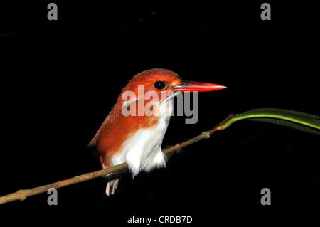 Madagaskar-Pygmäe-Eisvogel (KEYx Madagascariensis, Ispidina Madagascariensis), Masoala Regenwald, Nordost-Madagaskar Stockfoto