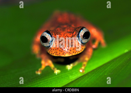 Madagaskar Froscharten (Boophis Pyrrhus), Regen Wälder von Andasibe, Madagaskar, Afrika, Indischer Ozean Stockfoto