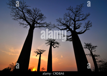 Baobab-Allee, Baobabs (Affenbrotbäume Digitata) bei Sonnenuntergang, Madagaskar, Afrika, Indischer Ozean Stockfoto