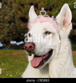 Weiße Schäferhund tragen tiara Stockfoto