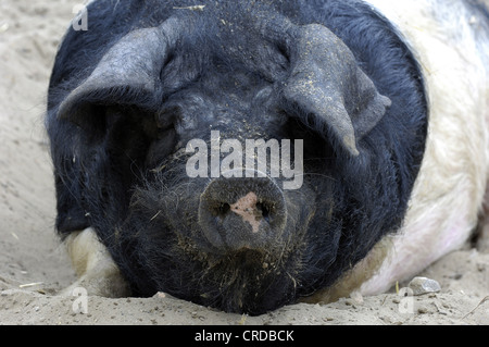 Schwäbisch-Hall Schwein (Sus Scrofa F. Domestica), Weiblich Stockfoto