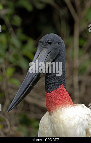 Jabiru (Nahrung Mycteria), Porträt, Brasilien, Pantanal Stockfoto