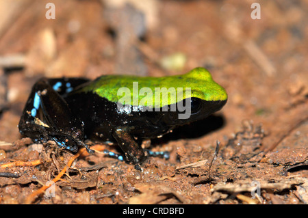 Klettern Mantella (Mantella Laevigata) in den Wäldern im Nord-Osten von Madagaskar, Afrika, Indischer Ozean Stockfoto