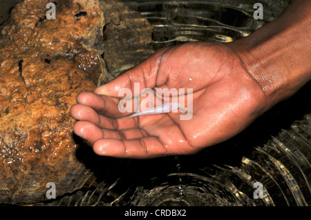 Hand, die einen blinden Fisch (Typhleotris Madgascarensis) in den Höhlen des Tsimanampetsota National Park im Südwesten Madagaskars Stockfoto