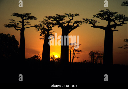 Allee der Baobabs (Affenbrotbäume Digitata) bei Sonnenuntergang, in der Nähe von Morondava im westlichen Madagaskar, Afrika, Indischer Ozean Stockfoto