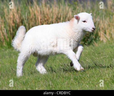 Weißes Lamm auf Snowdon, Snowdonia, North Wales, Europa ausgeführt Stockfoto