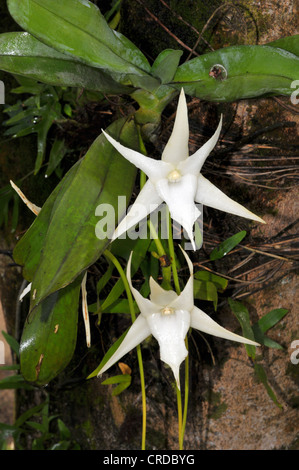 Darwins Orchideen, Orchidee, Christmas Star of Bethlehem Orchidee oder King of intergenerische (Angraecum Sesquipedale), Orchidee in der Stockfoto