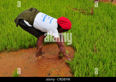 Eine Frau, die Vorbereitung der Sämlinge auf Reis Ernte, Madagaskar, Afrika, Indischer Ozean Stockfoto