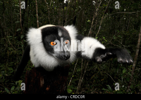 Schwarz-weiß-Ruffed Lemur (Varicea Variegata Variegata) in den Regenwäldern im Osten von Madagaskar, Afrika, Indischer Ozean Stockfoto
