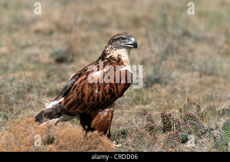 eisenhaltige Bussard (Buteo Regalis), in der Savanne Stockfoto