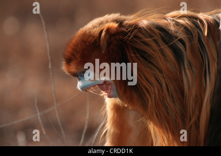 Chinesische stupsnasige Affe, goldenen Affen, Schnee-Affen, goldene stupsnasige Languren, Sichuan stupsnasige Languren (Pygathrix Roxellanae, Rhinopithecus Roxellanae), Männlich Stockfoto