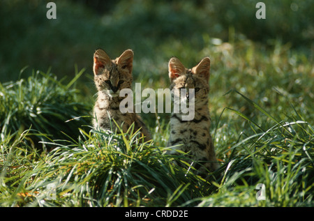 Serval (Leptailurus Serval, Felis Serval), zwei Welpen Stockfoto