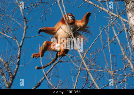 Chinesische stupsnasige Affe, goldenen Affen, Schnee-Affen, goldene stupsnasige Languren, Sichuan stupsnasige Languren (Pygathrix Roxellanae, Rhinopithecus Roxellanae), springen Stockfoto