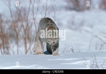 Kanadischer Luchs, Silber Luchs (Lynx Canadensis), die Jagd im Schnee Stockfoto