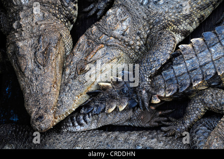 Krokodile (Crocodilia), Erhaltungszucht, Krokodilfarm auf dem Tonle Sap See, Siem Reap, Kambodscha, Südostasien, Asien Stockfoto