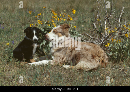 ACHT - WOCHEN ALTEN REGISTRIERTEN MÄNNLICHEN SCHWARZEN TRIKOLORE AUSTRALIAN SHEPHERD MIT 5-JÄHRIGEN RED MERLE HÜNDIN / MONTANA Stockfoto