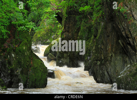 Conwy River stürzt aber Fairy Glen in der Nähe von Betws-y-Coed, Snowdonia, Wales, Europa Stockfoto