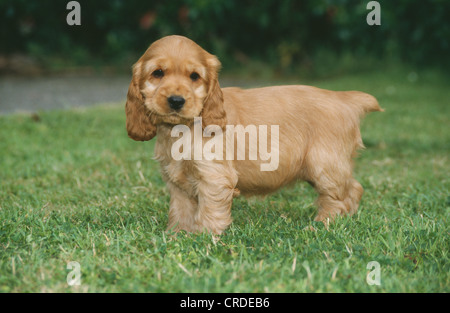 SEITENANSICHT DES ADORABLE ENGLISH COCKER SPANIEL WELPEN / IRLAND Stockfoto