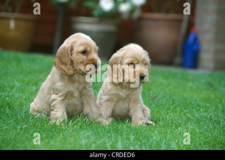 ZWEI ENGLISCHE COCKER SPANIEL WELPEN / IRLAND Stockfoto