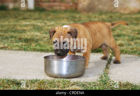 NAHAUFNAHME EINES ENTZÜCKENDEN STAFFORDSHIRE BULL TERRIER WELPEN TRINKEN AUS DER WASSERSCHALE Stockfoto